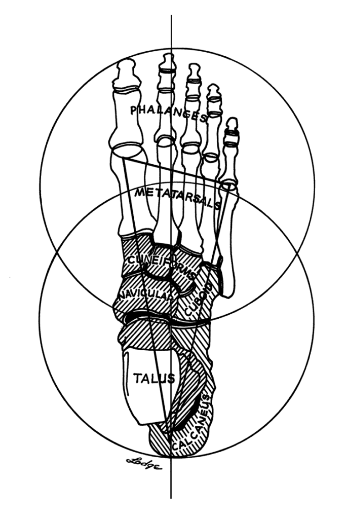Anatomiczny rysunek stopy z zaznaczonymi kośćmi: paliczkami, śródstopiem i kością skokową – ilustracja wykorzystywana w kontekście sesji Integracji Strukturalnej