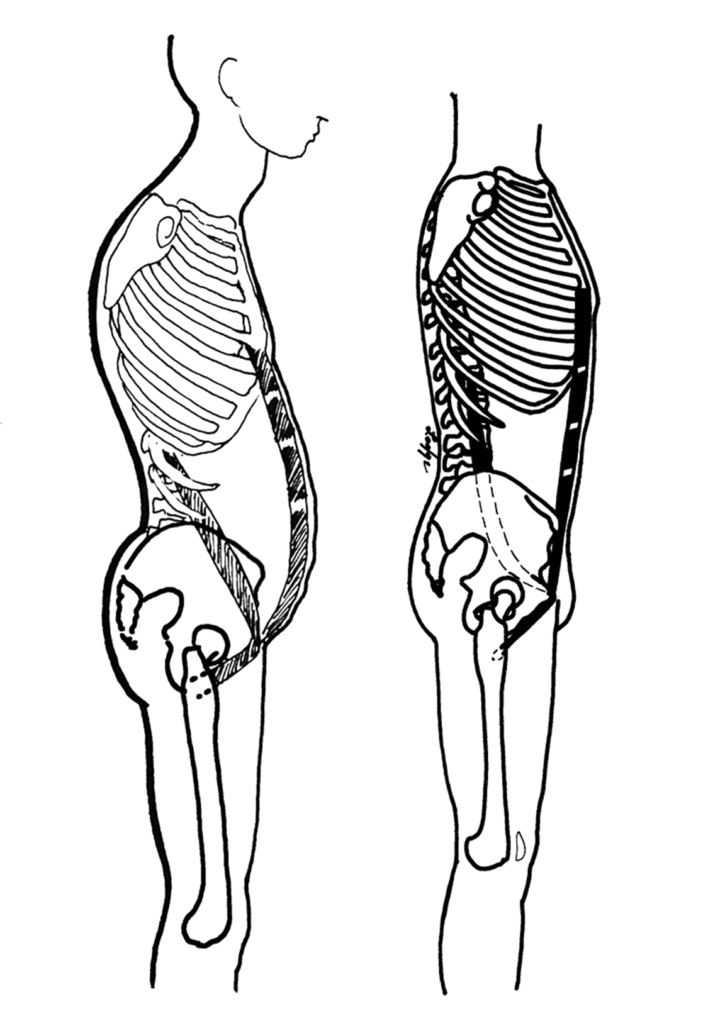 Rysunek anatomiczny przedstawiający mięsień lędźwiowy i strukturę kręgosłupa w ujęciu z boku – ilustracja wykorzystywana w sesji Integracji Strukturalnej