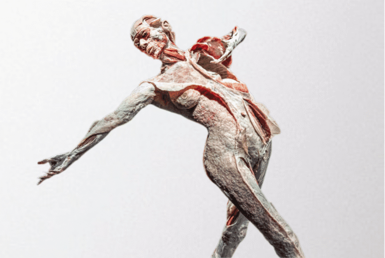 Anatomiczny model kobiecego ciała z widoczną strukturą mięśni i tkanki powięziowej – ilustracja trójwymiarowej sieci łącznotkankowej.